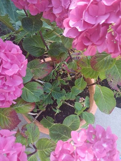 Stunning pink hydrangea