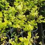 Flowering Shrubs, Garden Plants Image 10