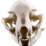 1/1 resin copy of a cats skull. Image 6