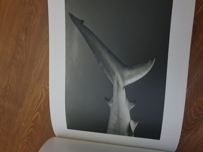 Shark, Fear and Beauty, Jean-Marie Ghislain