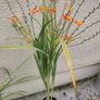plant Image 3