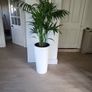kentia palm Image 4