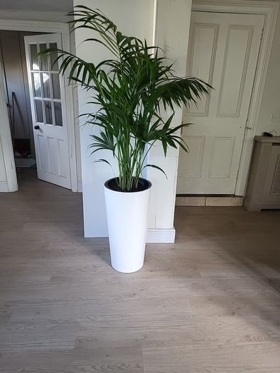 kentia palm