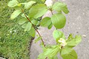 Cornus alba plant