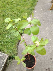 Cornus alba plant