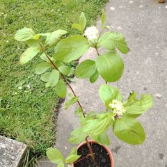 Cornus alba plant