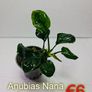 Anubias Selection. Image 10