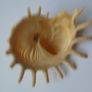 Shells, Home decor, Shell decorations.New Image 5