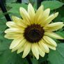(S) Sunflower Vanilla Ice seeds 1g (415885) Image 2