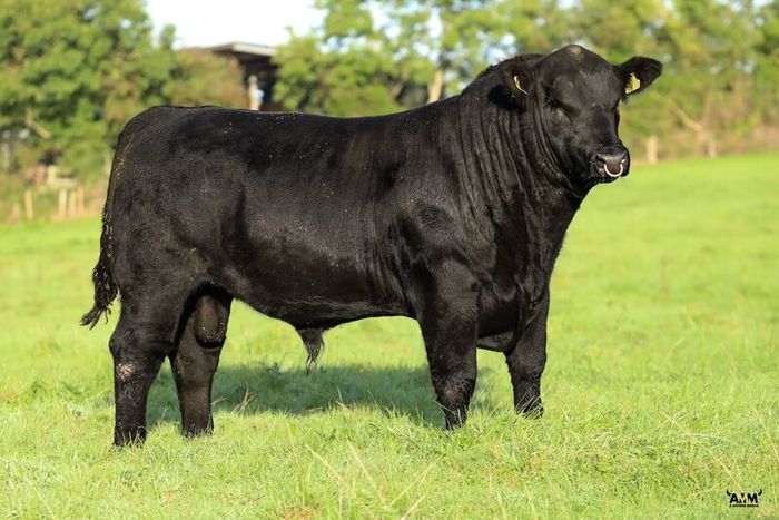 2 select Aberdeen Angus bulls & 2 choice heifers