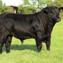 2 select Aberdeen Angus bulls & 2 choice heifers Image 4