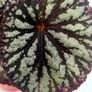 Begonia Image 2