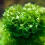 SuBwassertang (Lomariopsis lineata) 80ml 5 cups Image 5