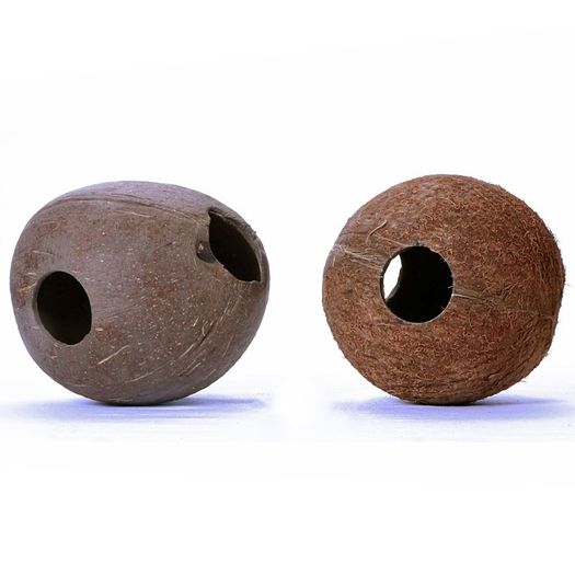 Whole Coconut - Terrario CocoCave