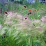 (G) Ornamental Grass Foxtail Barley seeds 0.1g (415335) Image 2