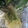 Long grass Image 2