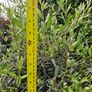 olive tree Image 5