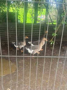 3 geese and a gander for sale
