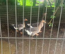 3 geese and a gander for sale