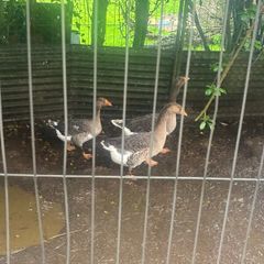3 geese and a gander for sale