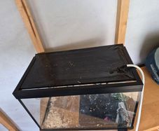 Small Reptile Tank