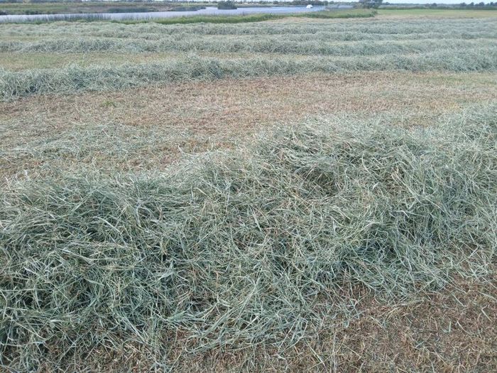 Hay Bales