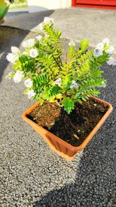 Plant  Hebe