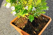 Plant  Hebe