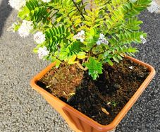 Plant  Hebe