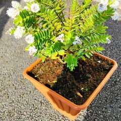 Plant  Hebe