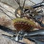 Carrera Crossfire 2 Hybrid Bike Image 7