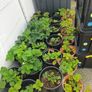 strawberry plants Image 2