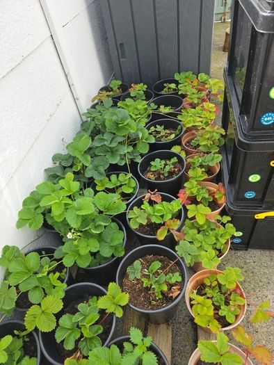 strawberry plants