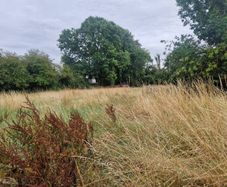 Meadow for Cutting