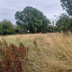 Meadow for Cutting