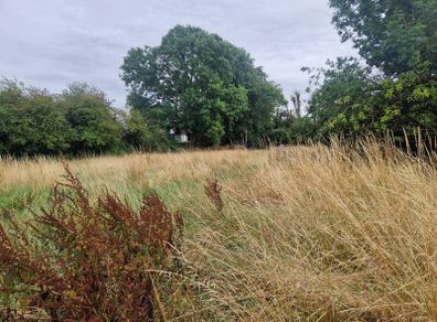 Meadow for Cutting