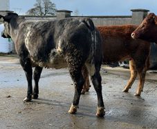 6 super Incalf heifers for tullamore Mart 20th
