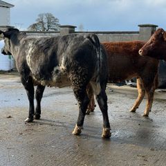 6 super Incalf heifers for tullamore Mart 20th