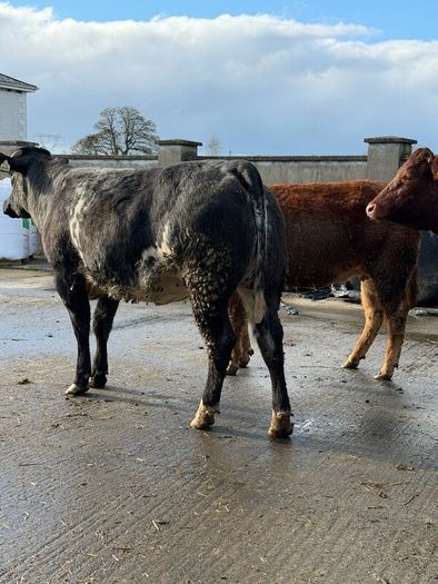 6 super Incalf heifers for tullamore Mart 20th