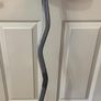 Olympic EZ Curl Barbell + 2 x 2.5KG Discs Image 2
