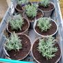 Lavender Plants Image 2