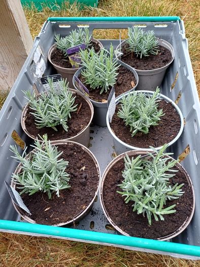 Lavender Plants