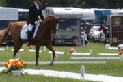 Dressage Arena Boards and markers