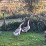 Chinese geese pair. Image 2