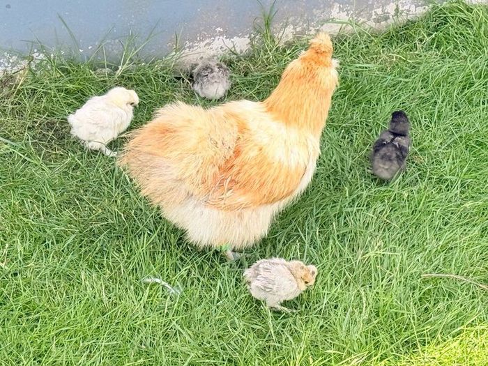 Silkie