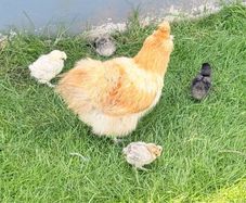 Silkie