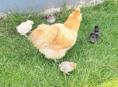 Silkie
