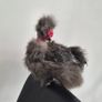 3 Purebred Silkie Cockerels Image 4
