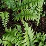 Ferns, 2 litre plants Image 3