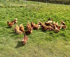 2nd Year Hybrid Hens